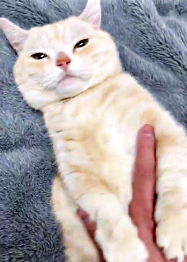 へそ天でお腹を撫でられるさくらちゃん（画像提供：さくらとかえでさん）