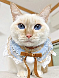 クッキー缶『CACAOCAT Bake』のパッケージモデルになったひなたちゃん（画像提供：hinataさん）