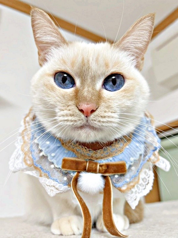 クッキー缶『CACAOCAT Bake』のパッケージモデルになったひなたちゃん（画像提供：hinataさん）