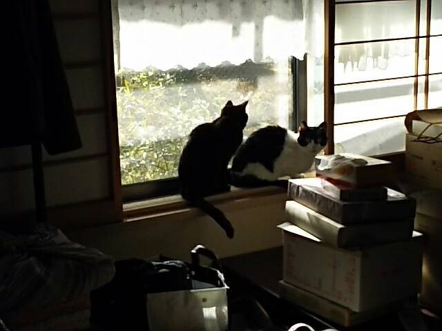 窓辺でも一緒（早苗さん提供）