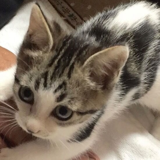 家にきたころの「葉月」