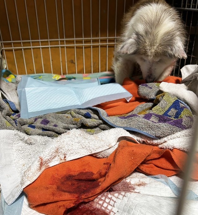 ふわちゃんは吐血・下血していました