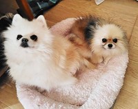 いつも一緒にワンプロを楽しむ仲間の保護犬と。カポの犬生はまだまだ続きます