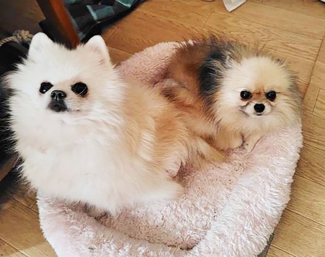 いつも一緒にワンプロを楽しむ仲間の保護犬と。カポの犬生はまだまだ続きます