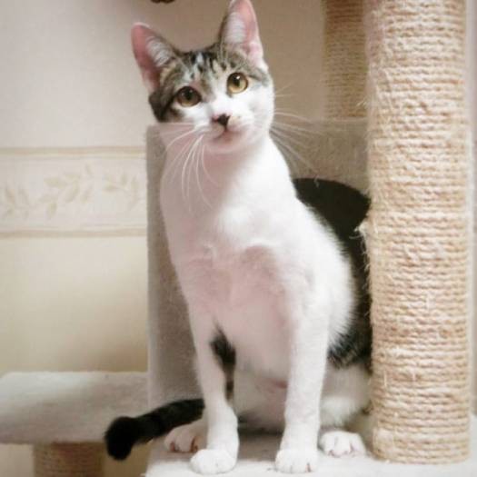 スラリとした美人猫