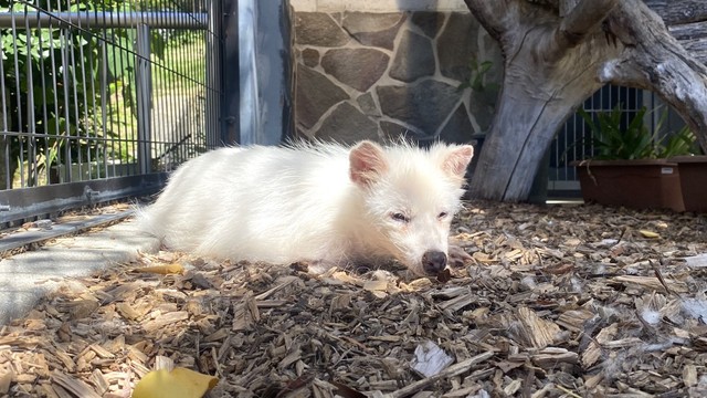 夏毛の寝ぼけてるアキラさん　写真提供：周南市徳山動物園