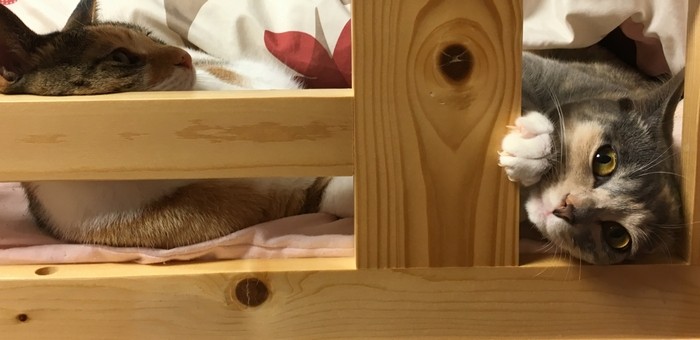 ベッドの柵からこちらを見るソフィ