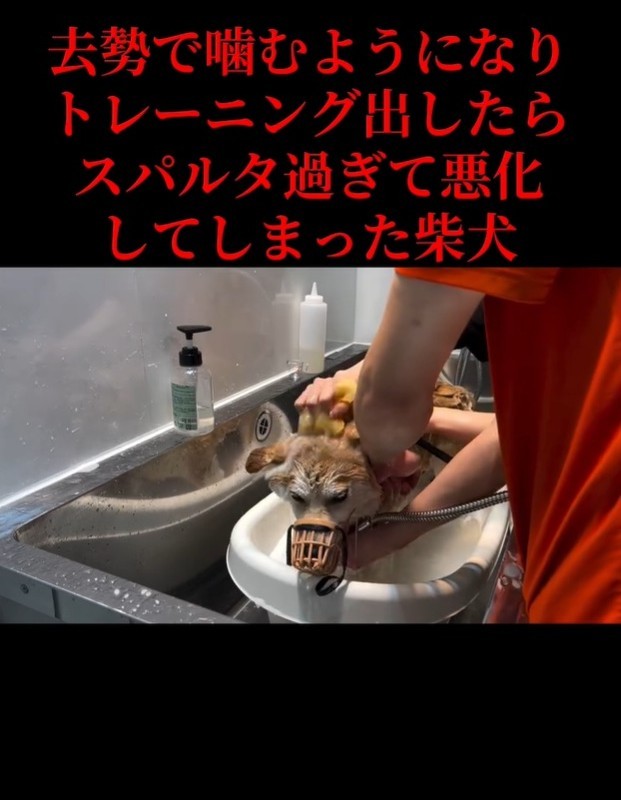 おとなしく、体を洗ってもらう柴犬（「Dog サロン　palm」さん提供、Instagramよりキャプチャ撮影）