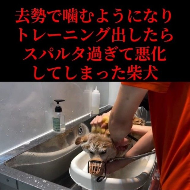 おとなしく、体を洗ってもらう柴犬（「Dog サロン　palm」さん提供、Instagramよりキャプチャ撮影）