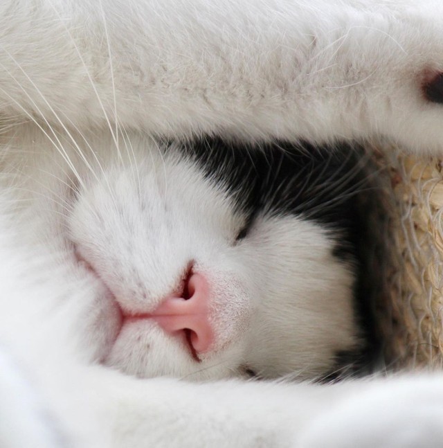 バンザイして寝る子