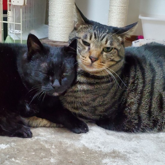 不思議なことに、私の療養後、イヌオからはっぴーに甘えていくことも増えた気が……