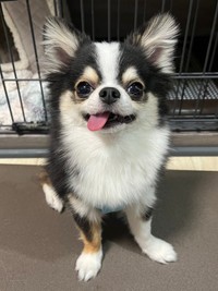 飼い主さん家族に笑顔をもたらす存在になったもちょちょちゃん（画像提供：もちょちょ愛してる。さん）