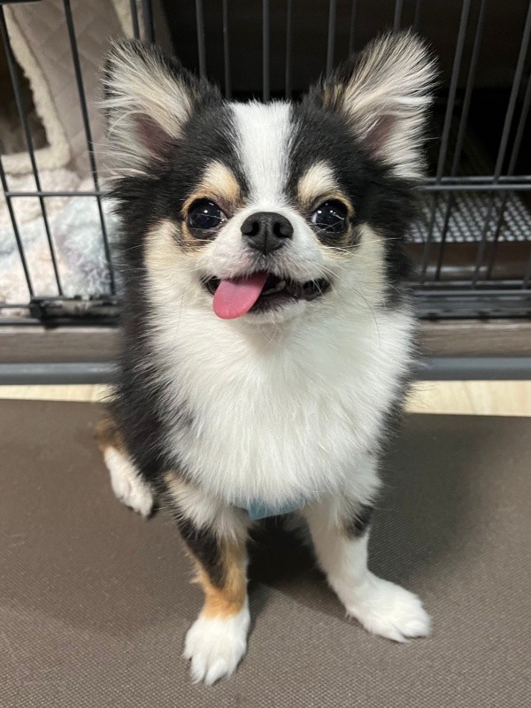飼い主さん家族に笑顔をもたらす存在になったもちょちょちゃん（画像提供：もちょちょ愛してる。さん）
