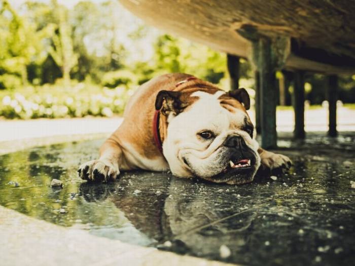 犬は暑さが苦手。特に短頭種は要注意