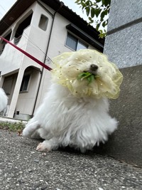 話題の犬の安全グッズ「拾い食い防止ネット」。効果が一目瞭然！（画像提供：ハルくんさん）