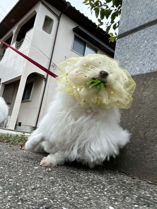 話題の犬の安全グッズ「拾い食い防止ネット」。効果が一目瞭然！（画像提供：ハルくんさん）
