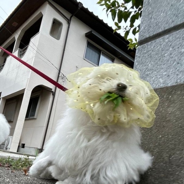 話題の犬の安全グッズ「拾い食い防止ネット」。効果が一目瞭然！（画像提供：ハルくんさん）