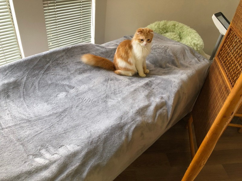 マッサージのできるウォーターベッド。セイちゃんがご案内