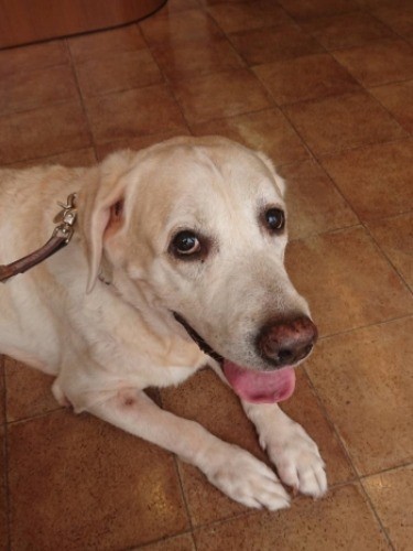 甘えん坊のぶんぞー（１１歳）「ママの胸に乗って寝たら、溺れる夢みたって、ごめん」