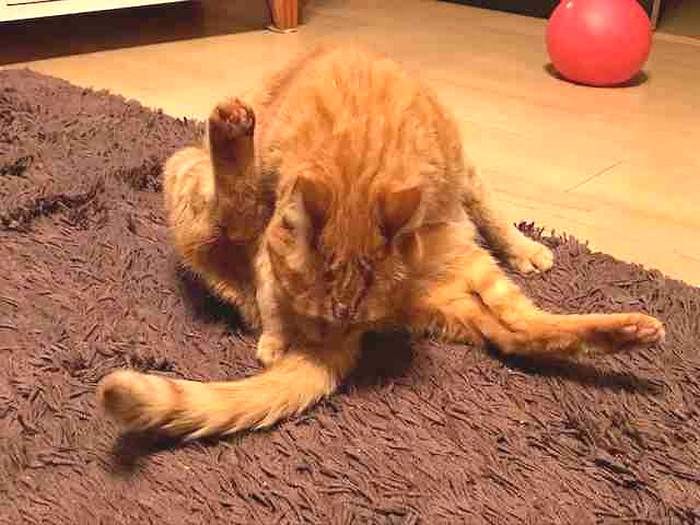 こんな格好で毛づくろい