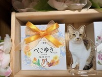 4月7日に逝去。3歳半のニャン生を生き切り、アミロイドーシスの怖さを教えてくれた