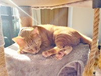 キャットタワーの上で日向ぼっこしながら眠るこなちゃん（画像提供：ユンコロさん）