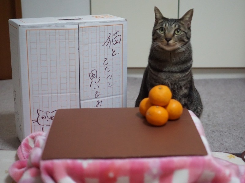 段ボール箱にも後で入って遊んでみようっと