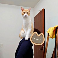 飼い主さんの肩の上に乗る茶々くん（画像提供：茶々のちニャンキー時々ガブ男（猫垢）さん）