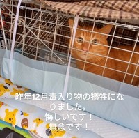 金ちゃんは3年前に捕獲され、去勢手術を受けたあと地域に戻され、住民らがお世話を続けていたという（「nekono_sekai 」さん提供、Instagramよりキャプチャ撮影）
