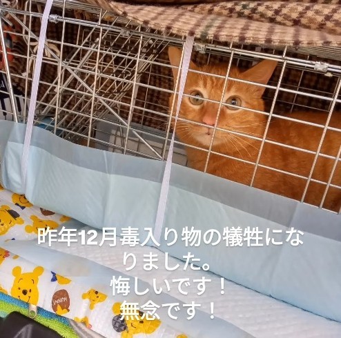 金ちゃんは3年前に捕獲され、去勢手術を受けたあと地域に戻され、住民らがお世話を続けていたという（「nekono_sekai 」さん提供、Instagramよりキャプチャ撮影）