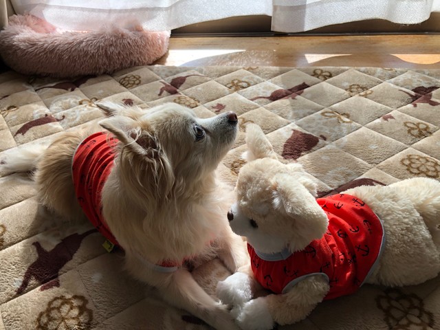 Yさんが勝手にクーちゃんの家族として置いていきましたが、クーちゃんは本当は「邪魔」なのかもしれないです…