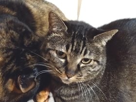 ホットカーペットの快適さが分かった猫と、完全無視を続ける猫