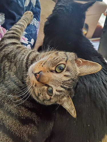 「仕事がはかどらにゃい？」