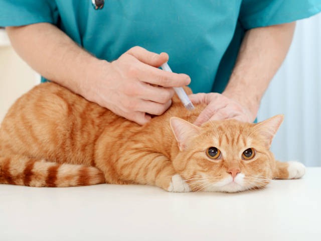 猫の投薬「嫌がられて断念」飼い主の６割が経験!? 獣医師に聞くうまく 