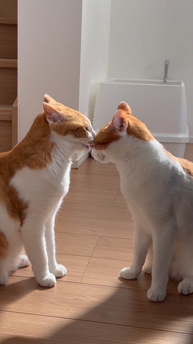 鼻キス！＝kokoari_ni_kakeruさん提供
