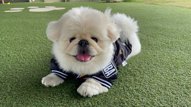ぼく2、3キロですよって顔してるけど…」実は大きな犬さん