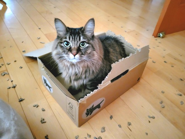 段ボールちぎりにいそしむたぬくん（飼い主さん提供）