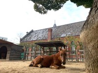 お気に入りの場所でまったり（神戸市立王子動物園提供）