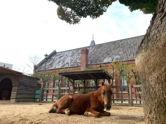 お気に入りの場所でまったり（神戸市立王子動物園提供）