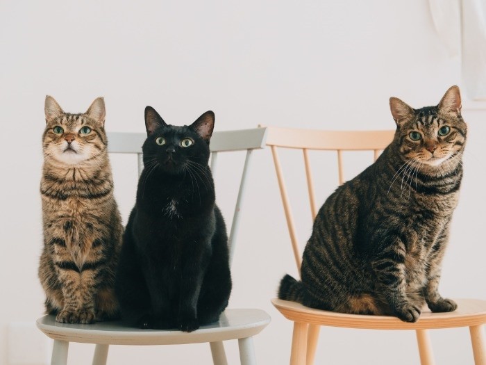 上村家の「むぎ」「のりこ」「コナン」