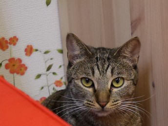 外資系企業から転身　おとな猫だけの保護猫カフェを運営する女性