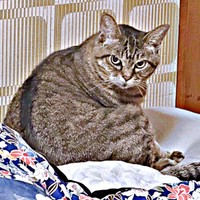 「病院嫌いなのに！」  不満顔で飼い主さんを見つめるさくらちゃん（画像提供：どっちさん）