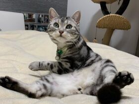 「僕じゃない」しらを切る猫　怪談風の犬も〈sippoおもしろ写真〉