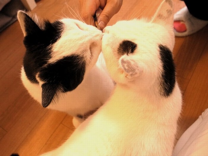 相棒猫のナヴィちゃん（左）とチュ！