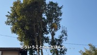 軽々と木を登る様子に「どういうことなんだほんと、、、」／CAT HOUSE DIYさん（@cathousediy）提供
