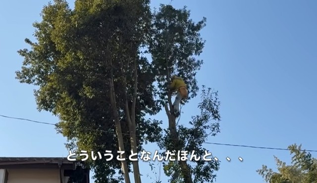 軽々と木を登る様子に「どういうことなんだほんと、、、」／CAT HOUSE DIYさん（@cathousediy）提供
