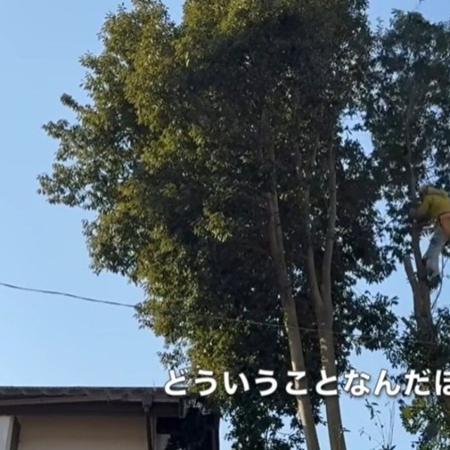 軽々と木を登る様子に「どういうことなんだほんと、、、」／CAT HOUSE DIYさん（@cathousediy）提供
