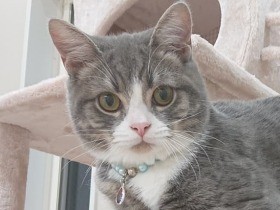 タワーのうえで腕だらーん　“箱座りができない猫”疑惑が浮上するスコ「ミュウ」　