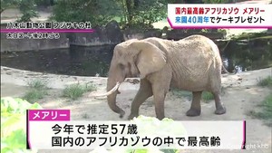 国内最高齢アフリカゾウ「メアリー」仙台の動物園で来園４０周年イベント