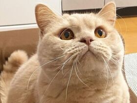 飛びつくべきかいにゃか　ひもを凝視するブリティッシュショートヘア「きんた」